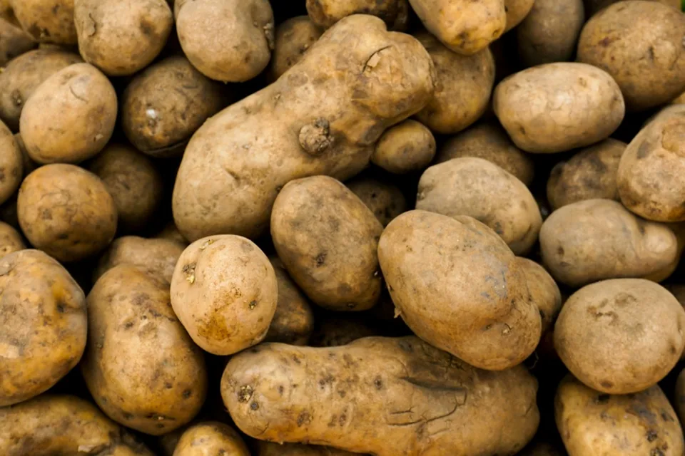 البطاطس